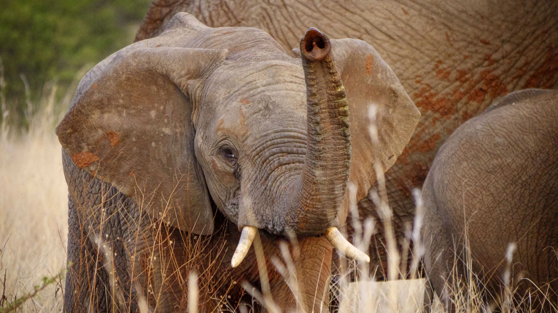 Nkomazi Tented Camp — image 20