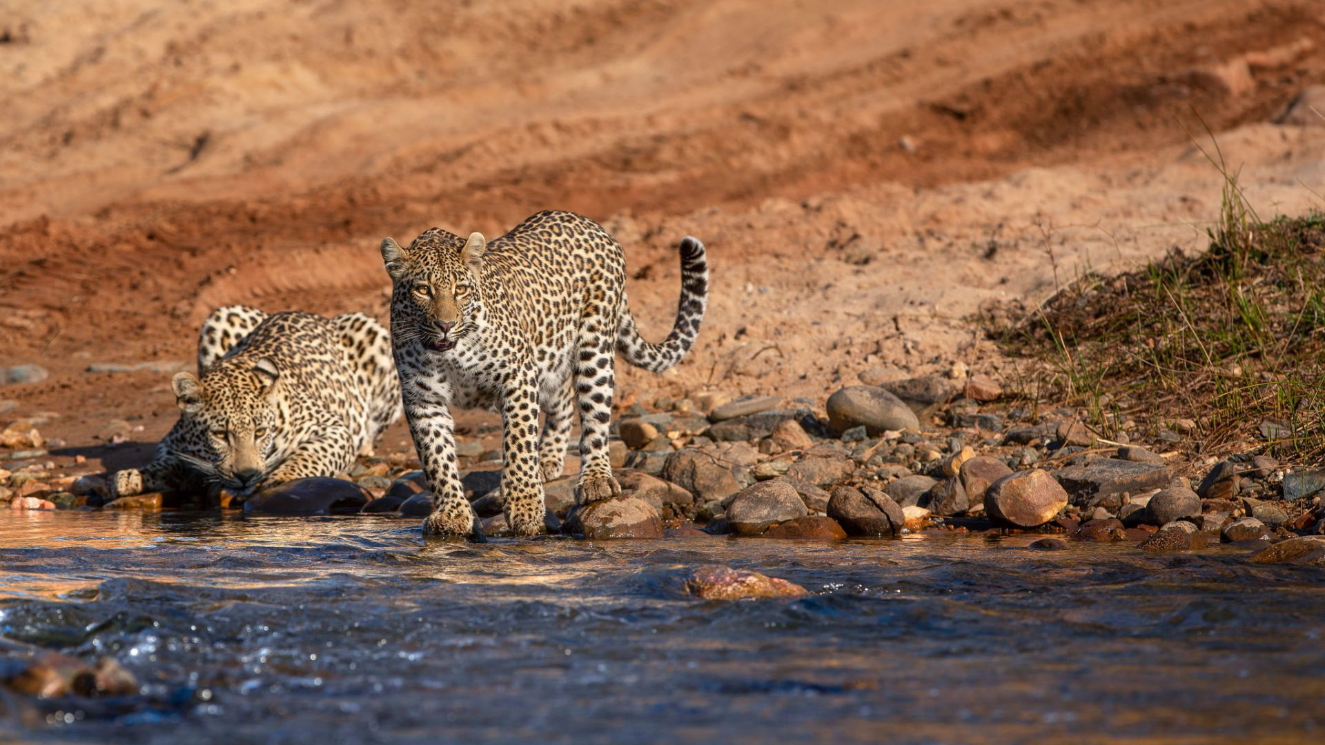 Nkomazi Tented Camp — image 13