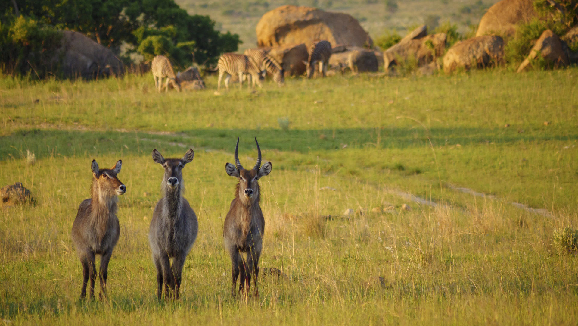 Nkomazi Tented Camp — image 11