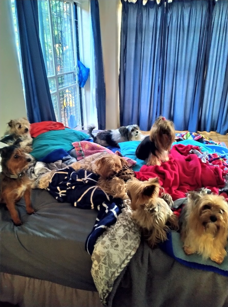 Yo-Deo Yorkie Hotel & Grooming Salon