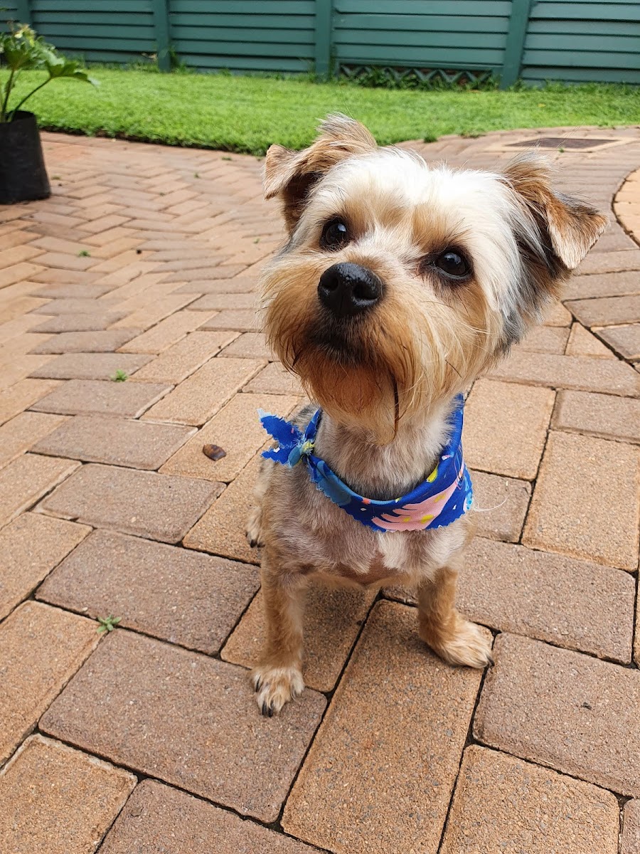 Just 4 Paws — photo 3