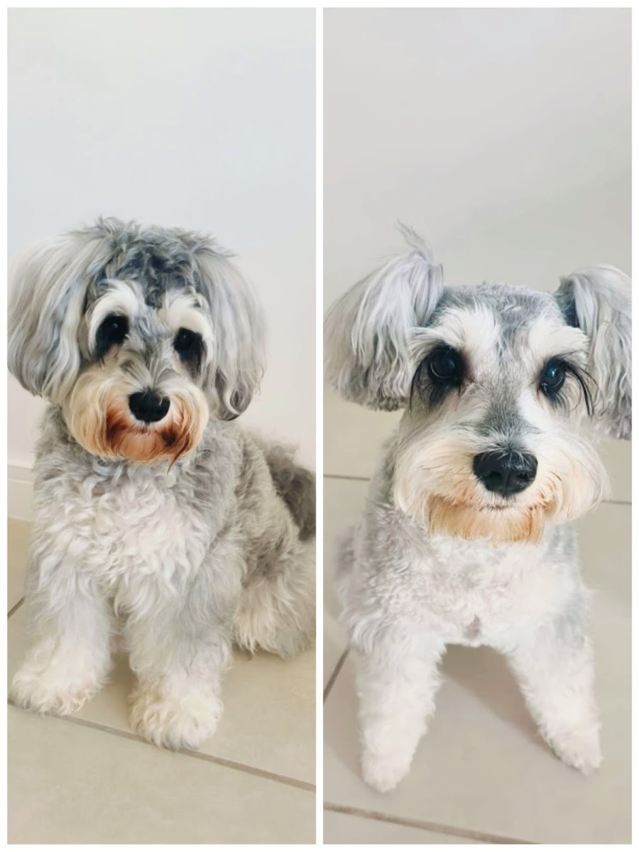 Ruff Diamonds Dog Grooming