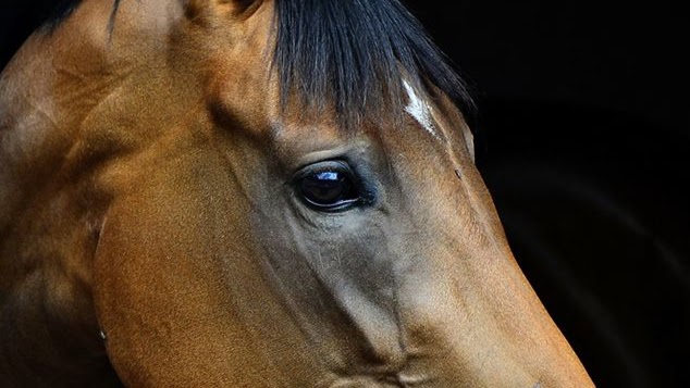 Fourways Equine Clinic