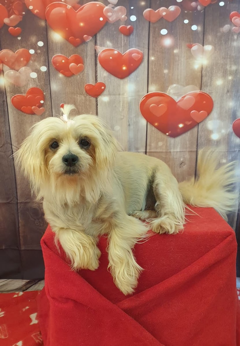 Von Zwei Dog Grooming