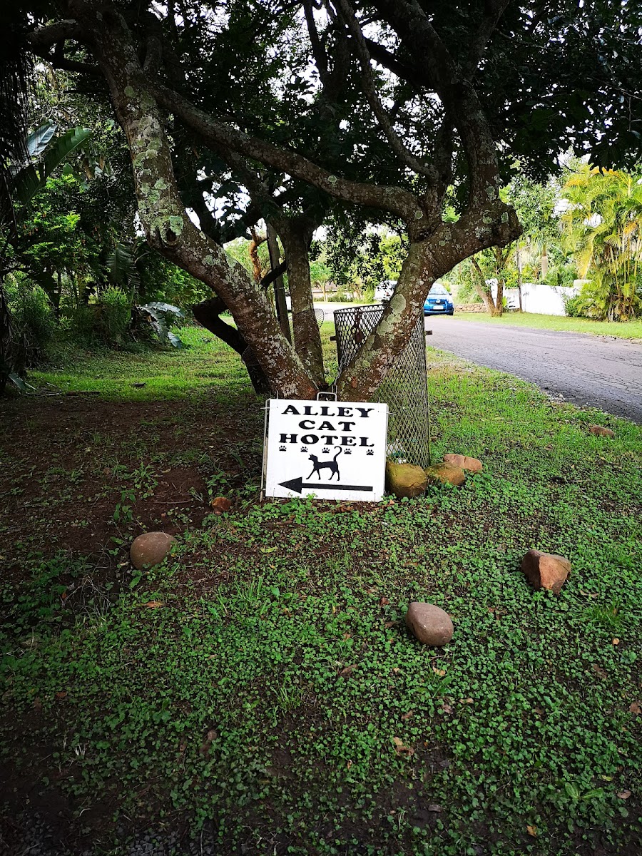 Alley Cat Cattery