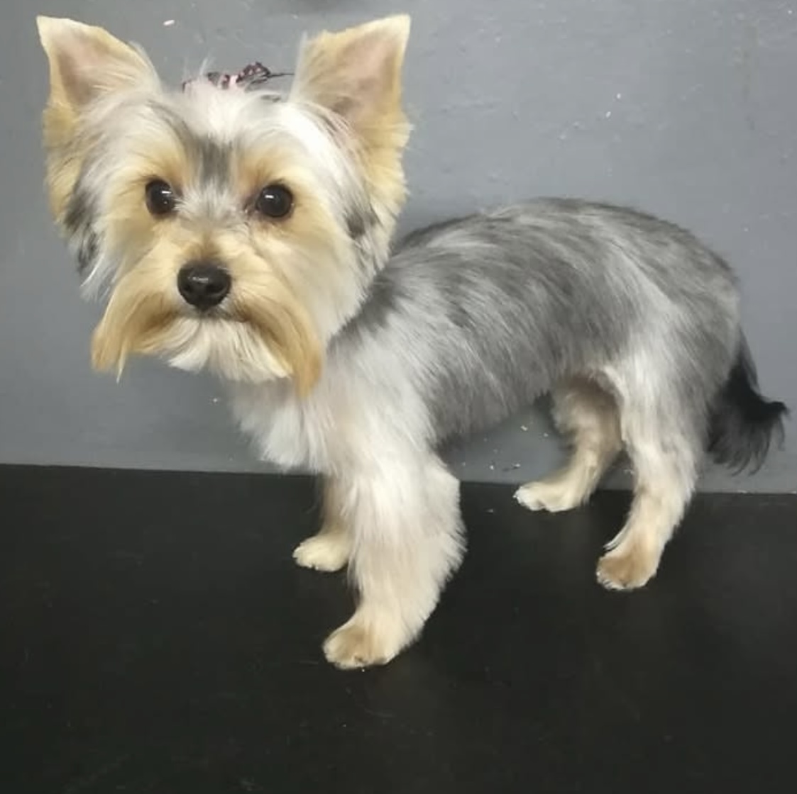 The Snooty Pooch Pet Salon