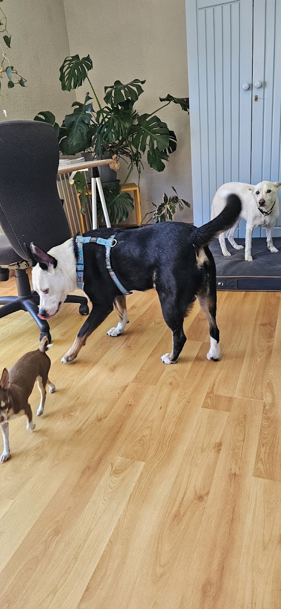The Dog Society