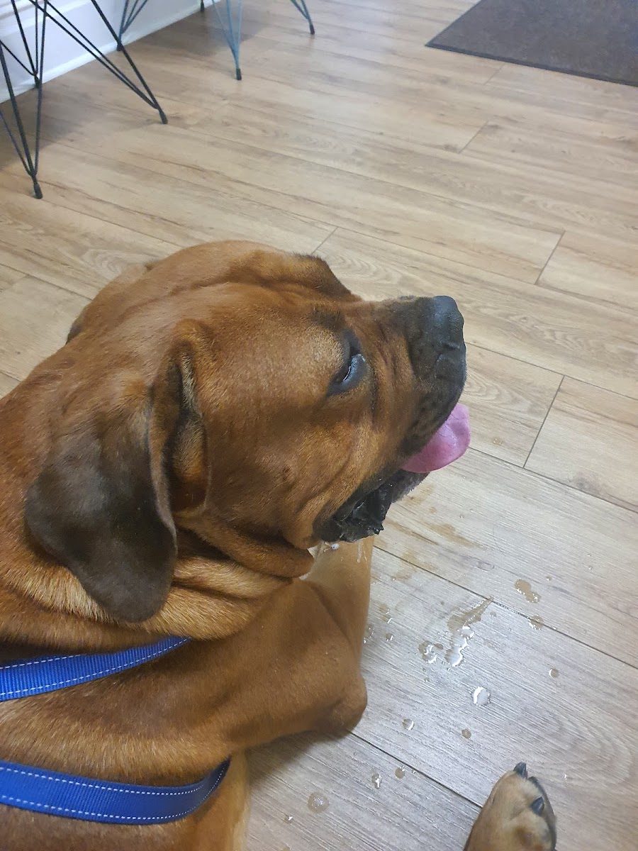 Windermere Veterinary Clinic