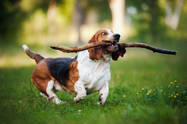 puppypuzzle