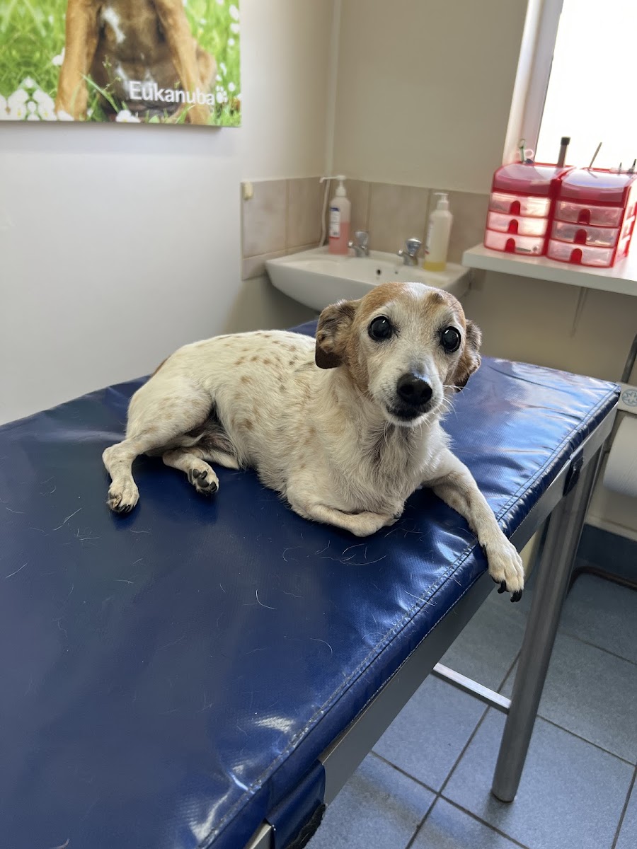 KNYSNA VETERINARY CLINIC