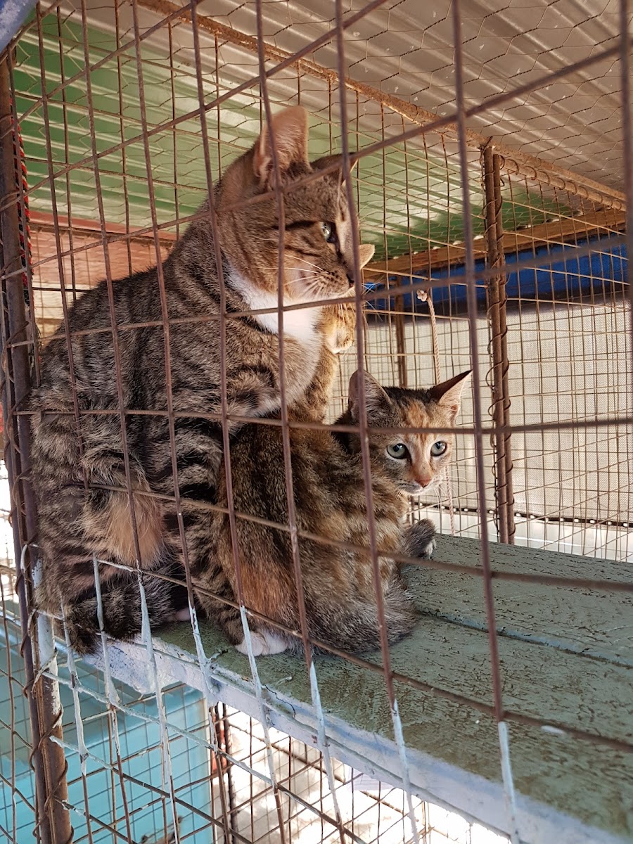SPCA Pietermaritzburg