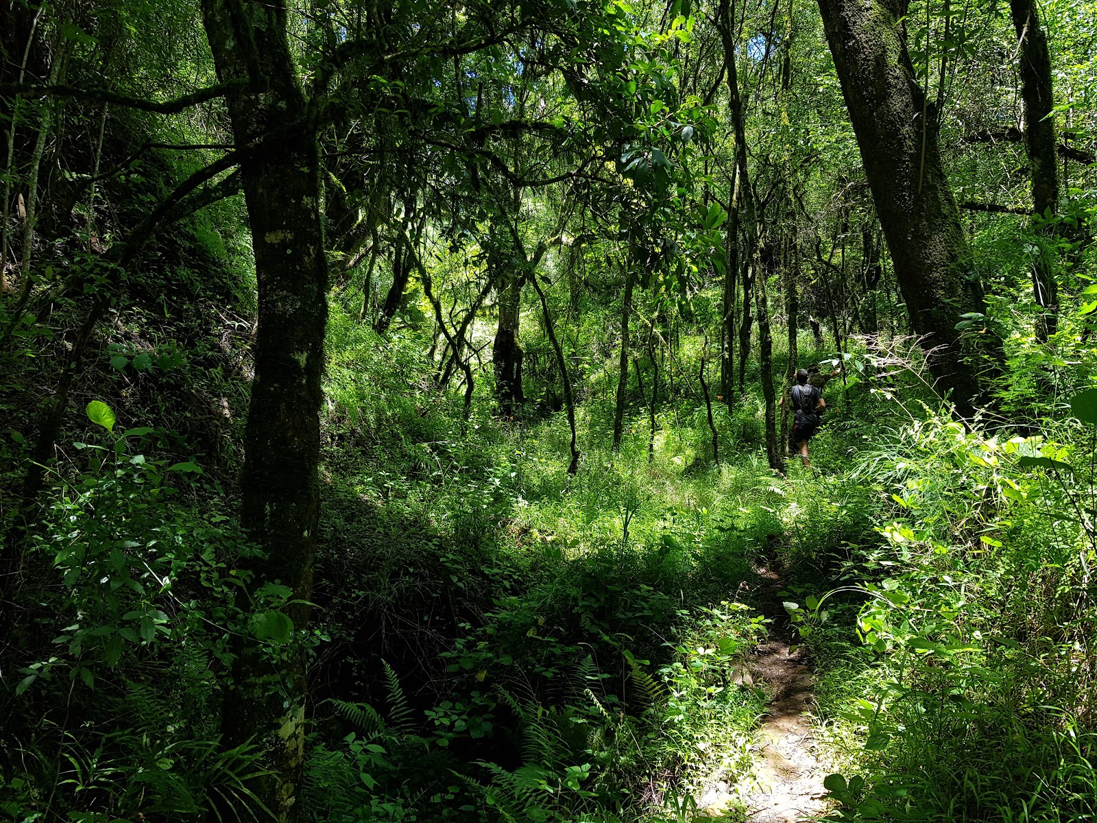 Woodbush Forest Reserve