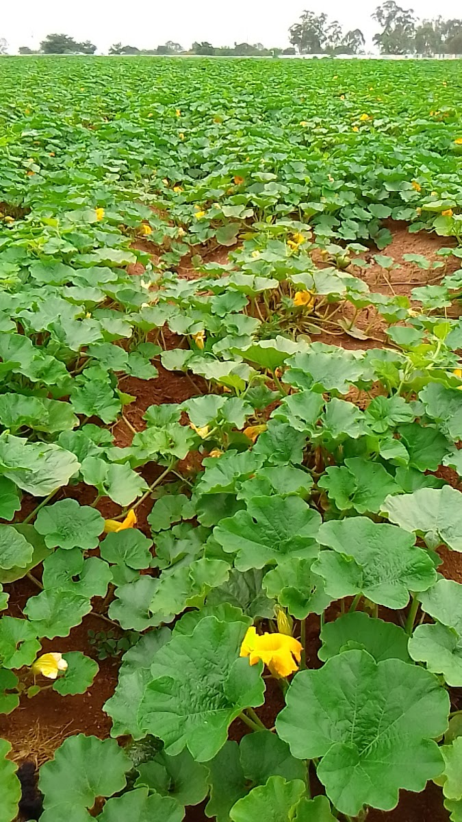 Dawn Fresh Produce