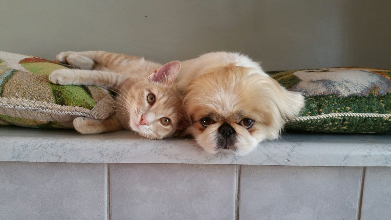 Victory Park Veterinary Clinic
