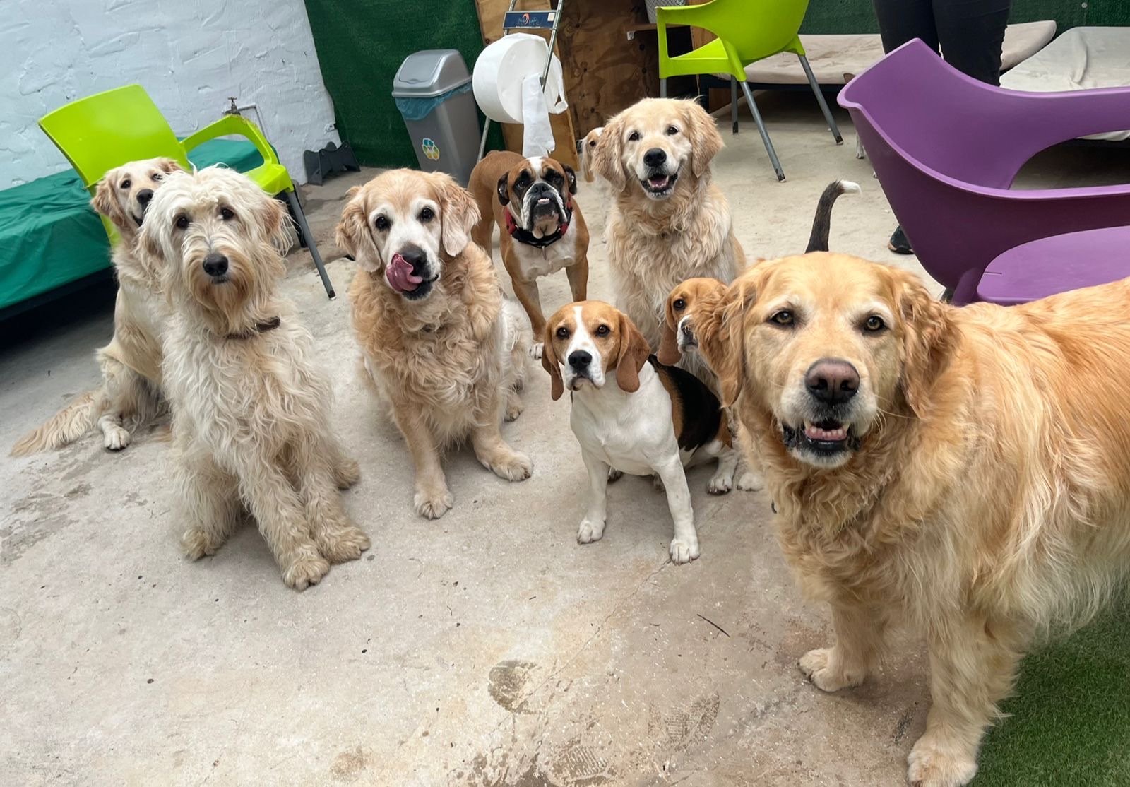 Fila & Floyd Dog Hotel and Daycare Brooklyn