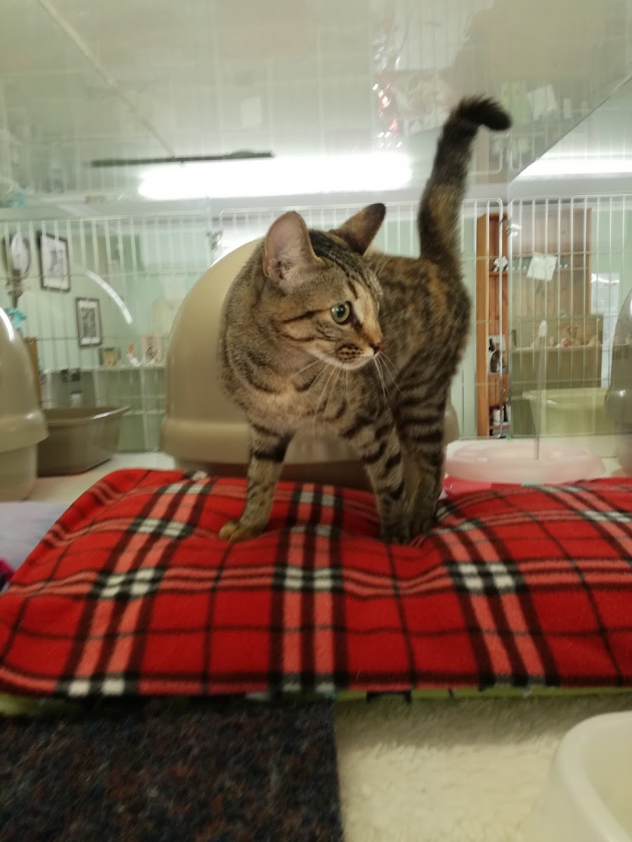 Posh Cats Cattery