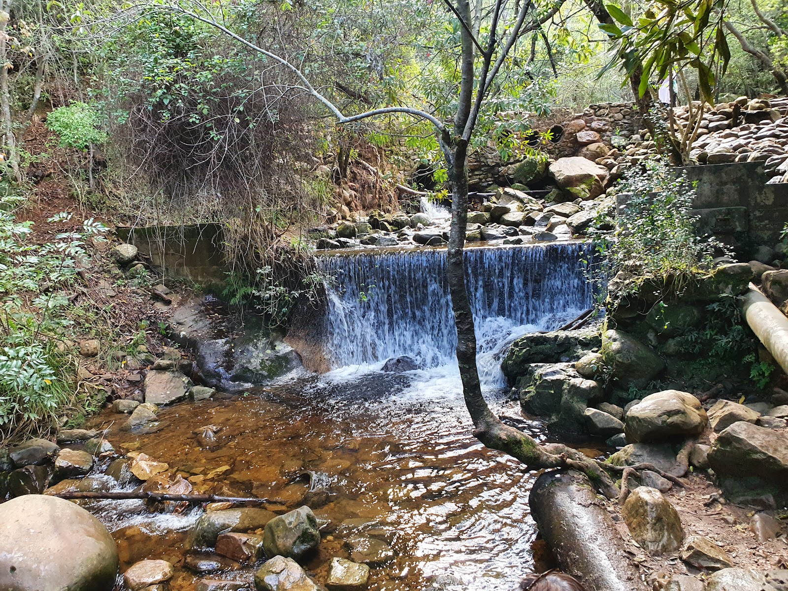 Newlands Forest