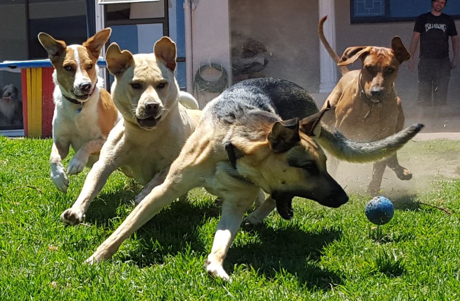 Canine Creche Pty Ltd