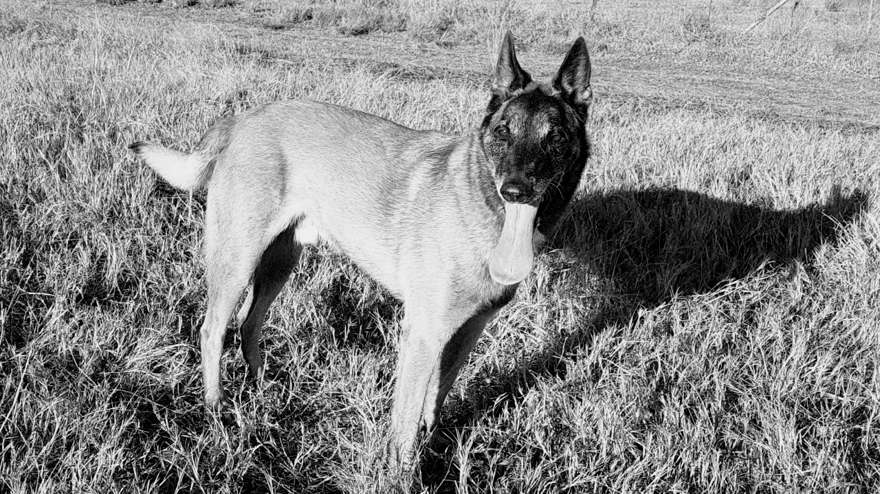 Pretoria Shepherd Dog Club — photo 2