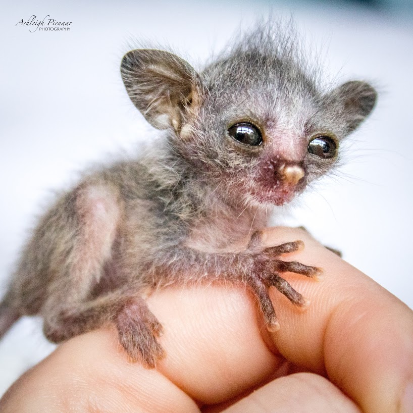 Johannesburg Wildlife Veterinary Hospital