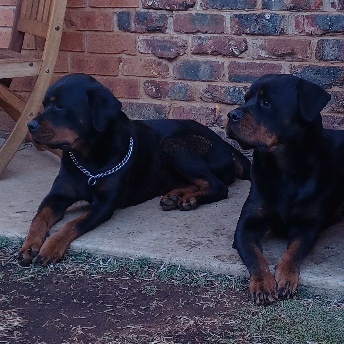 Emmetssillo Rottweiler Kennel