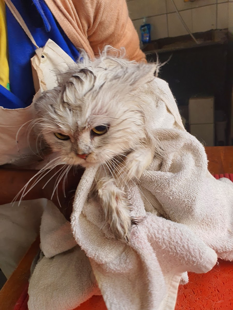 Pet Grooming Salon