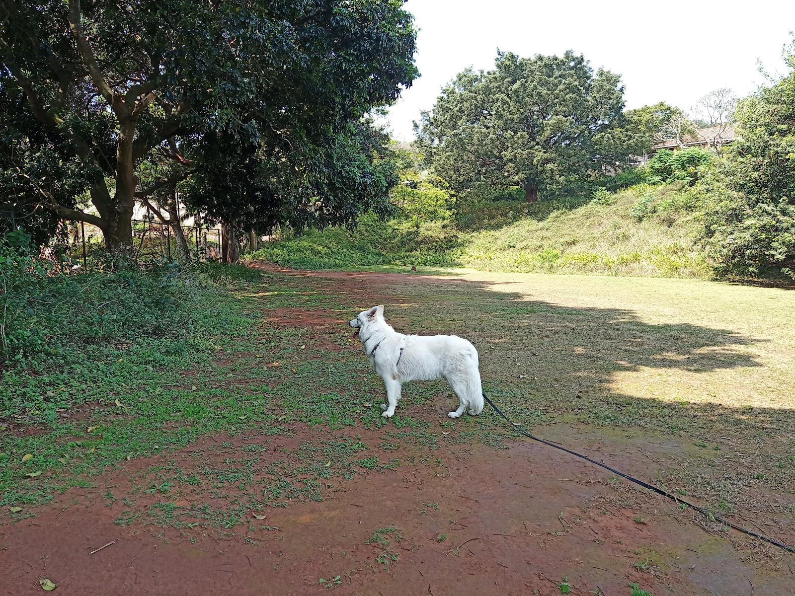 Canine Coaching Puppy School