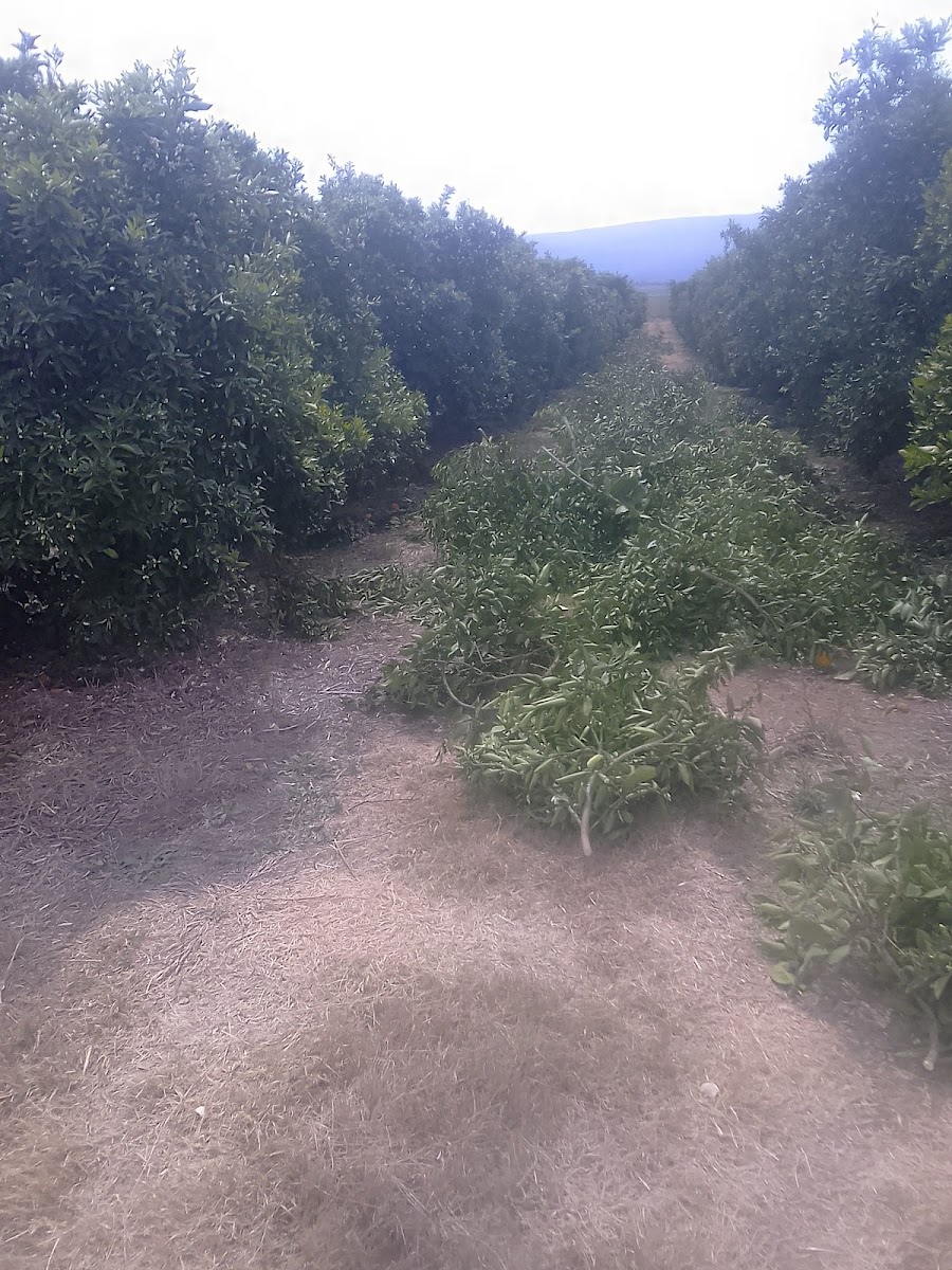 Blessings Pruning and Harvesting 2 (Ltd)Pty