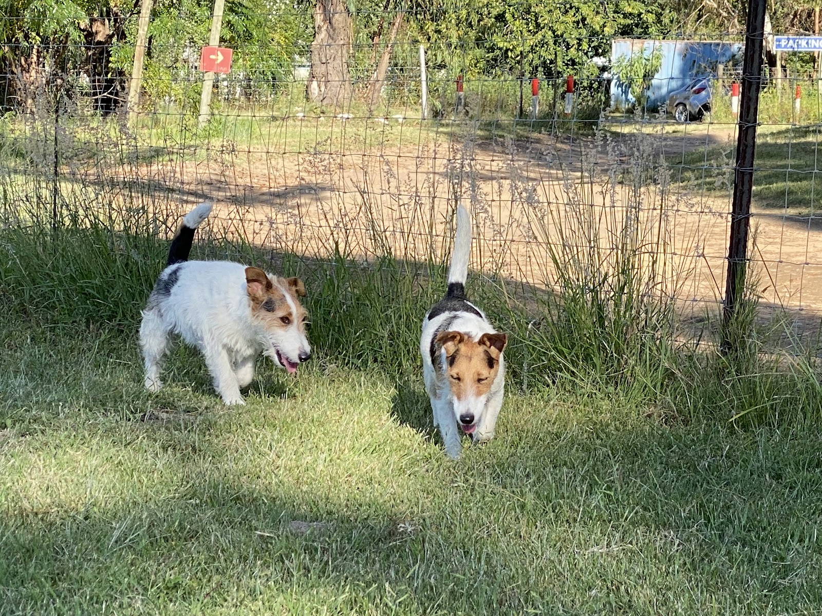Ark Doggy Resort — photo 3