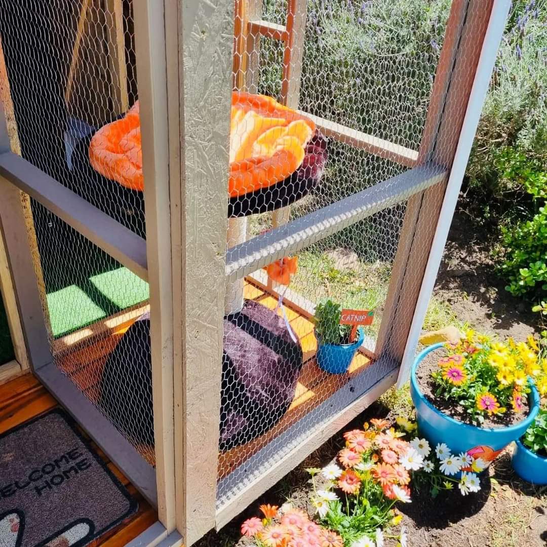 Dunedin Cattery Noordhoek