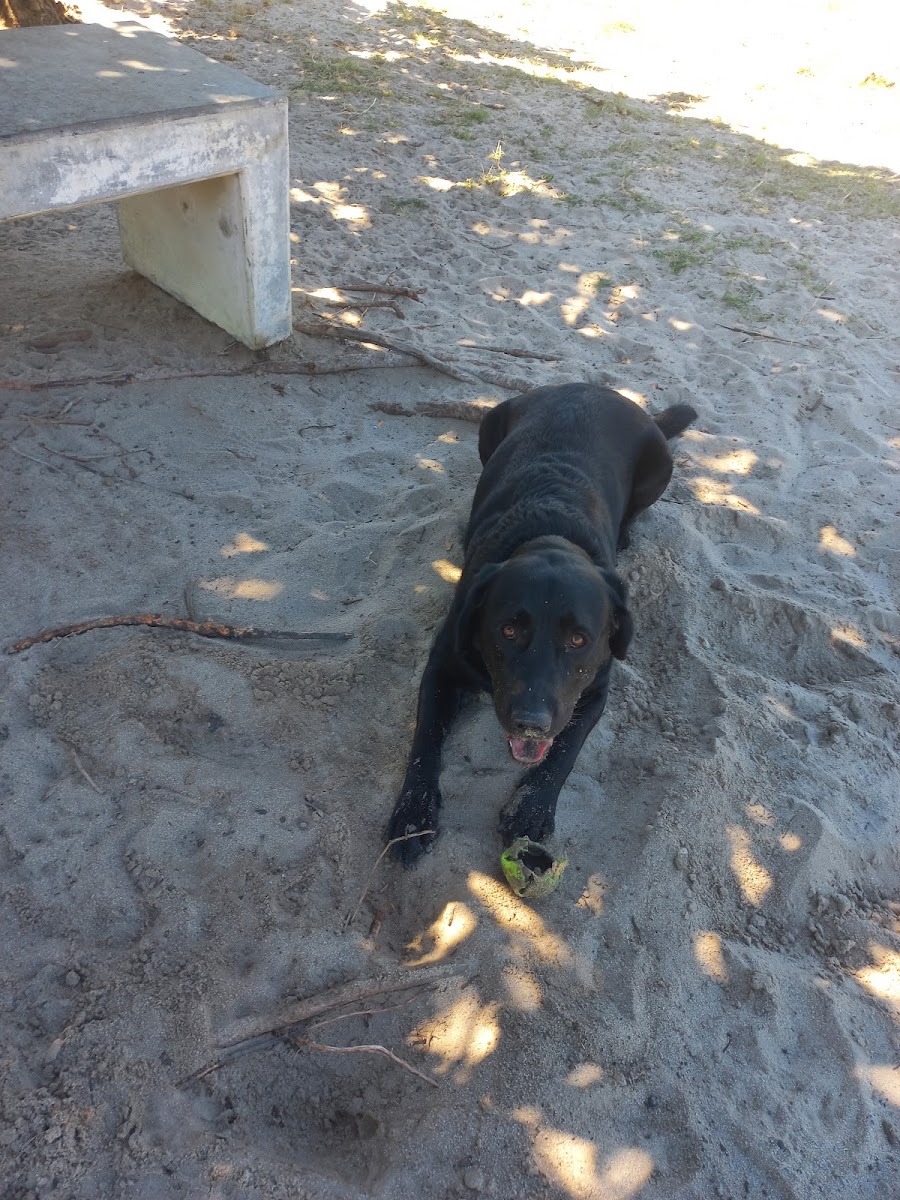 Leonardo Dog Park