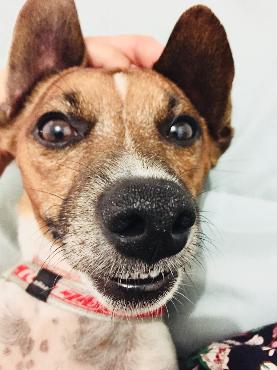VetCare Animal Clinic