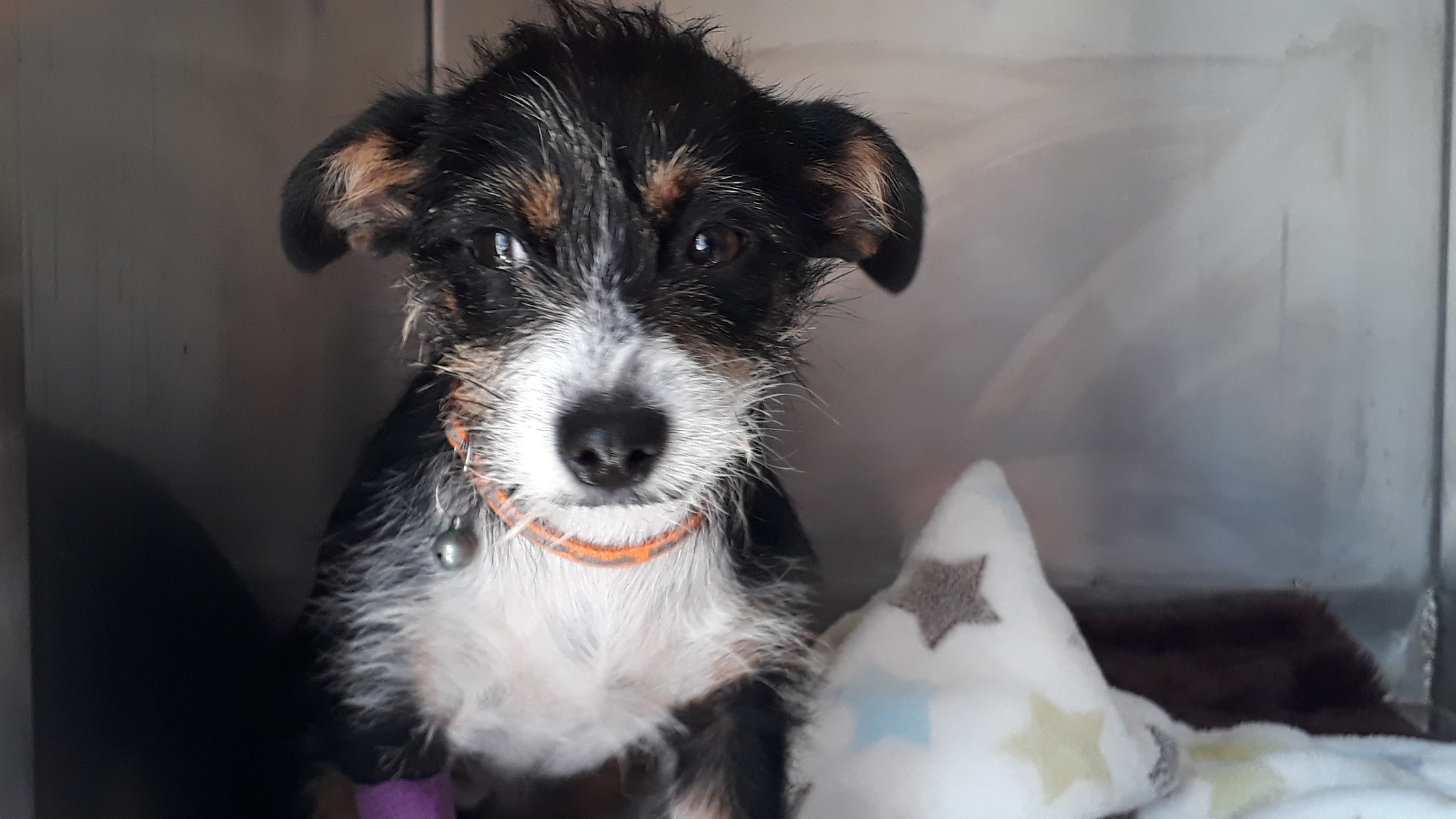 Eden Small Animal Hospital