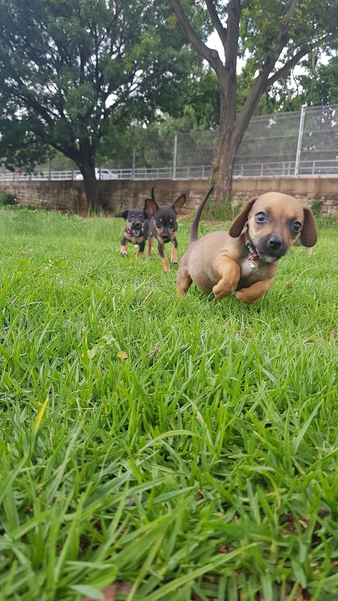 Furbabies Training School