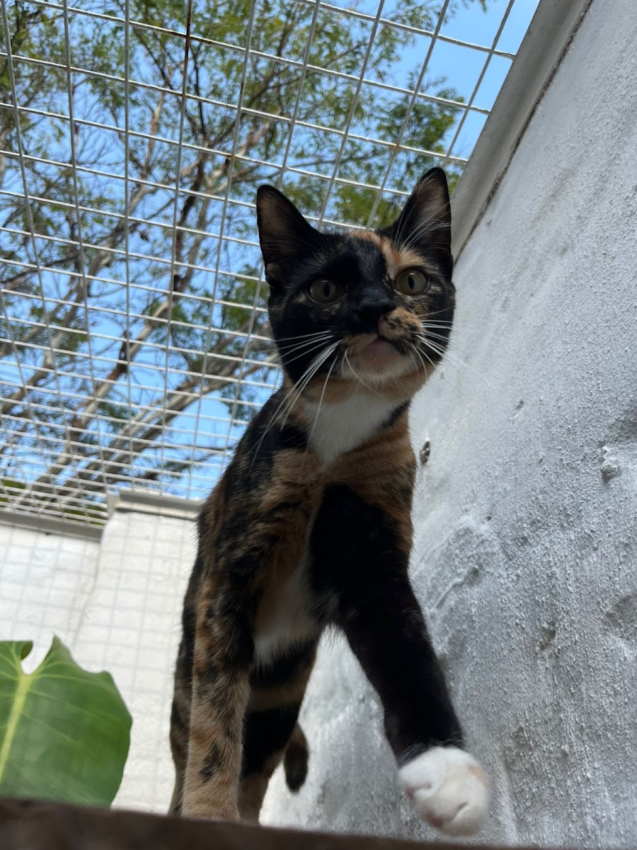 Fila & Floyd Cat Hotel Waterkloof