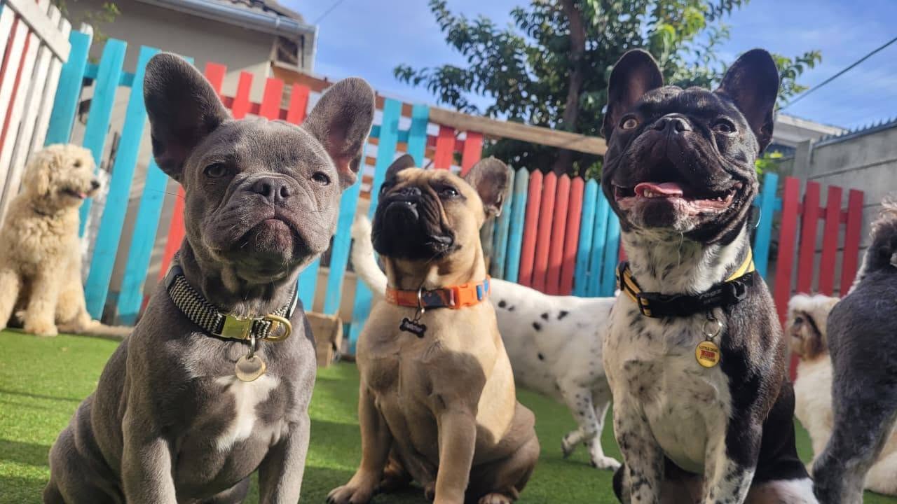 Doggo doggy daycare & boarding Claremont — photo 5