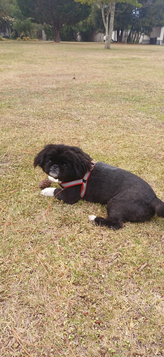Marley & Me - Plett's Doggy Park