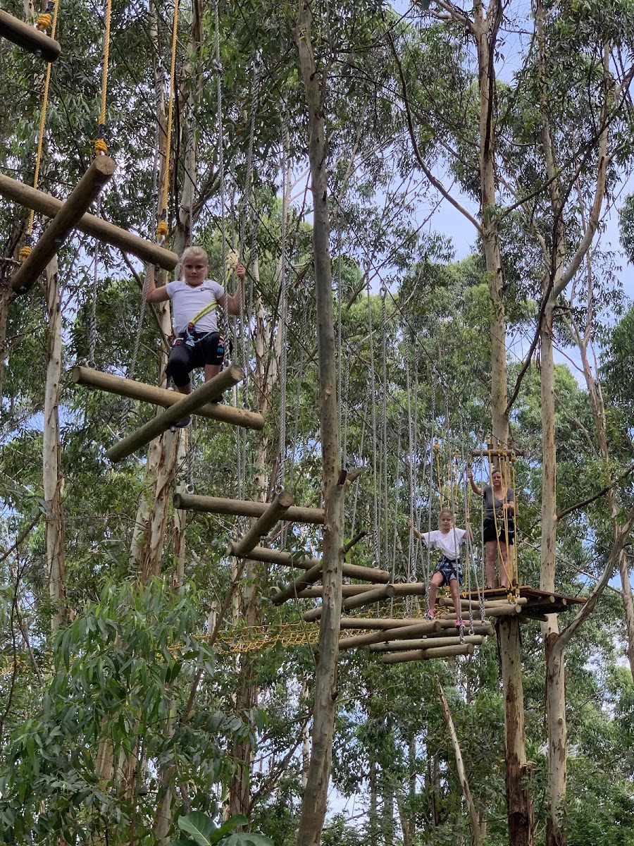 TREE TRAILS