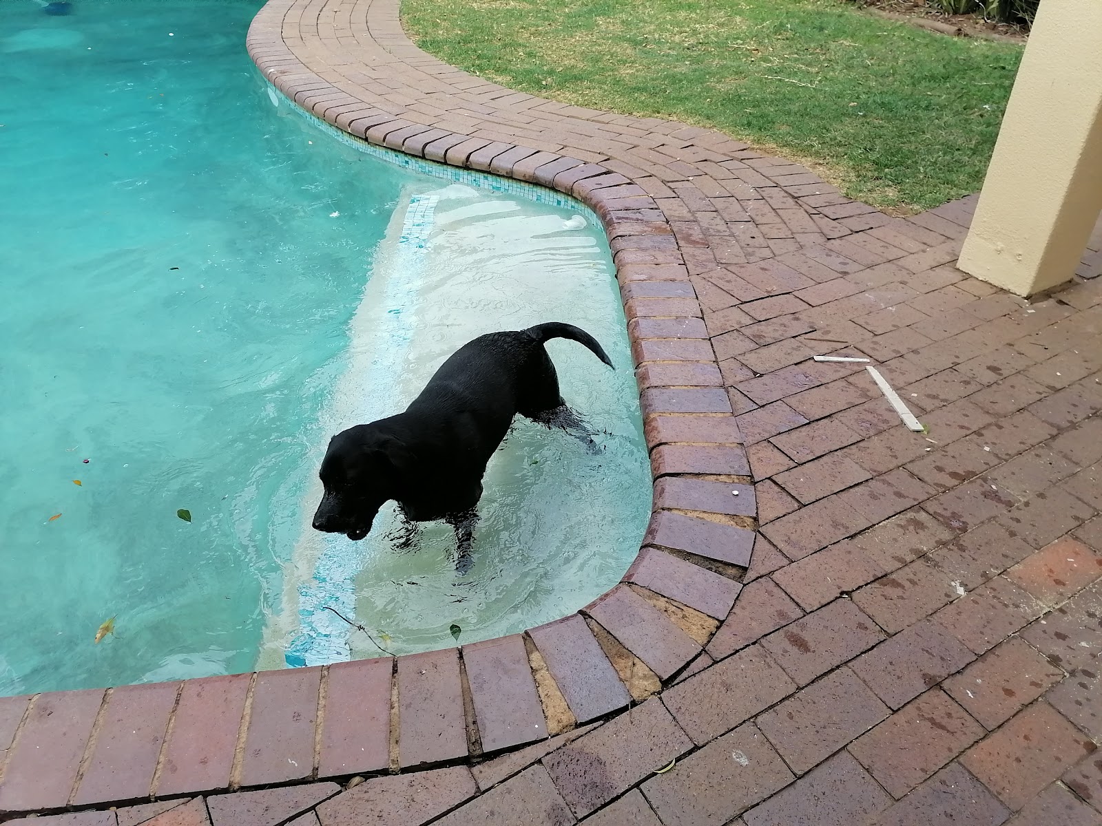 Happy Hound Haven