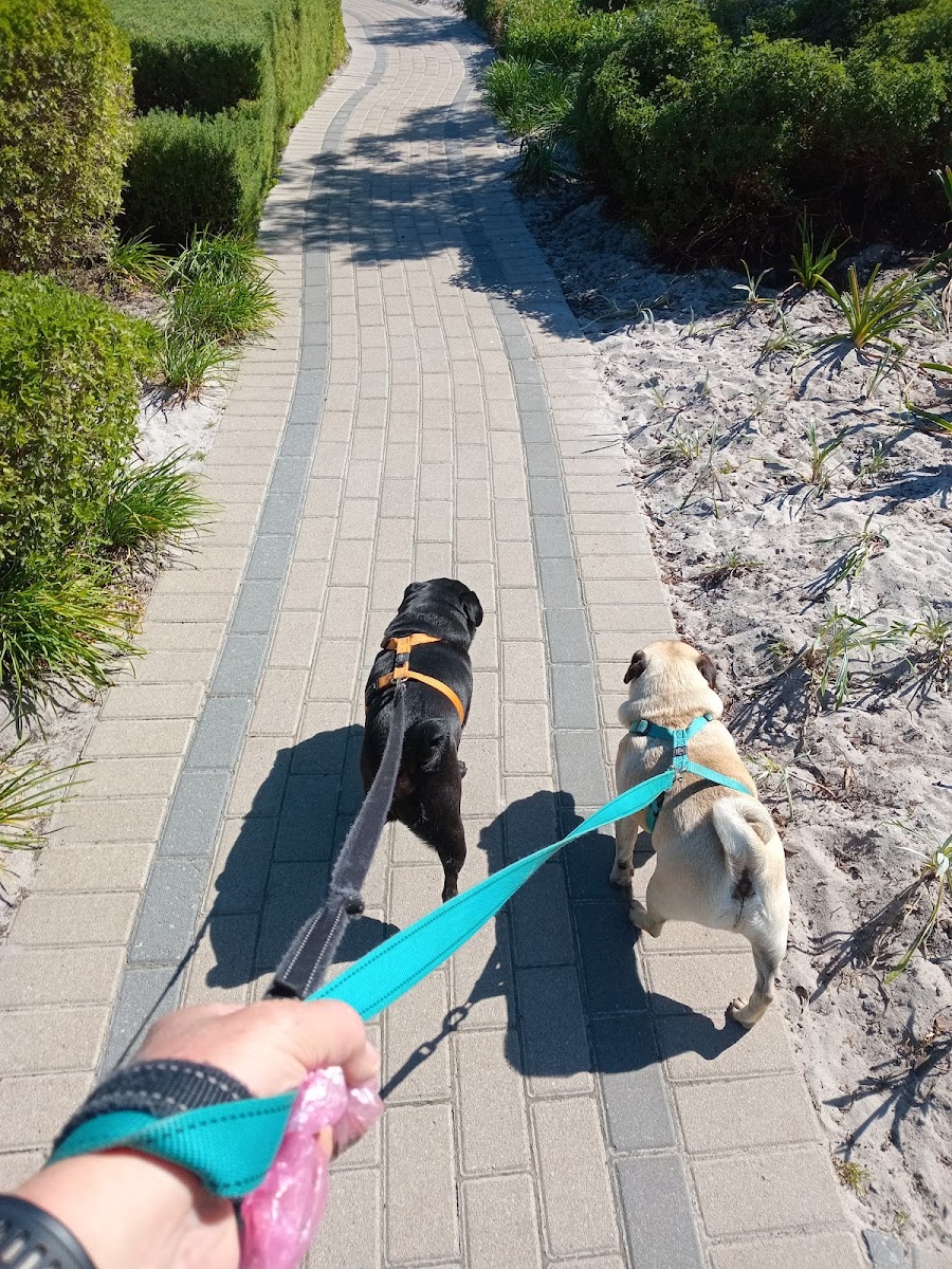 Affordable pet sitting