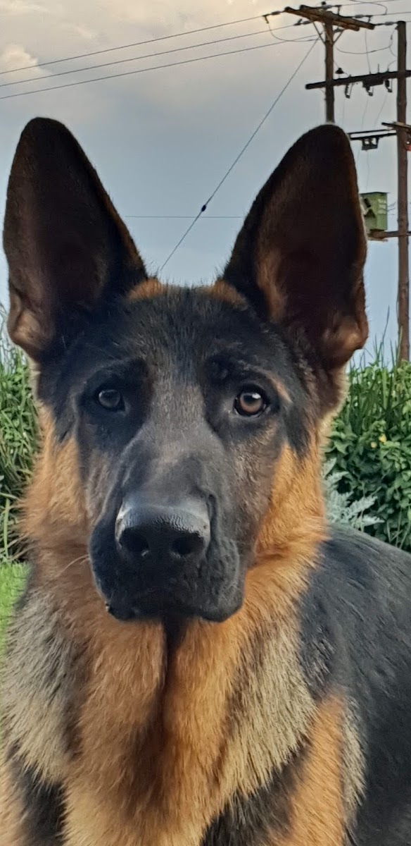 Krugersdorp Kennels