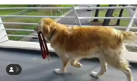 Waggy Tail Doggy Daycare