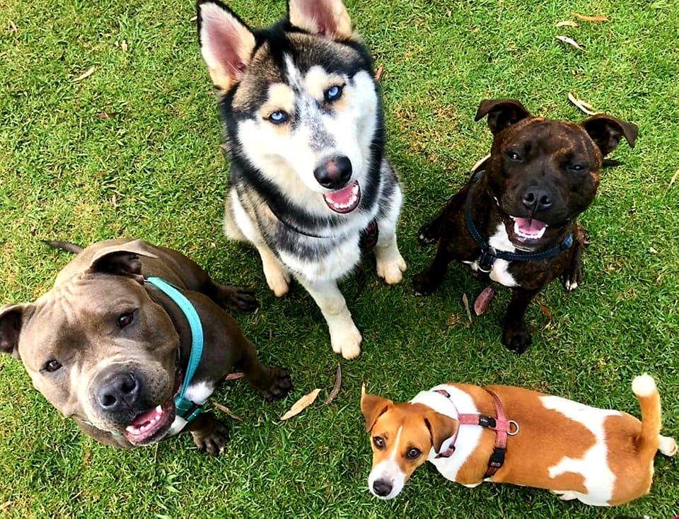 Mutt Club - Doggy Daycare
