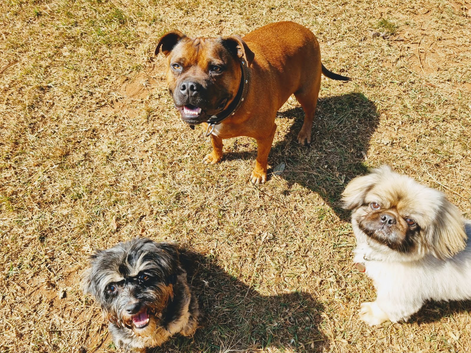 DDH Dog Academy