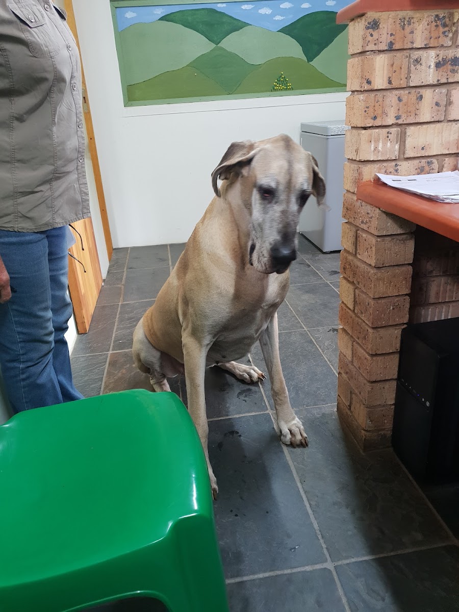 Shongweni Kennels & Cattery
