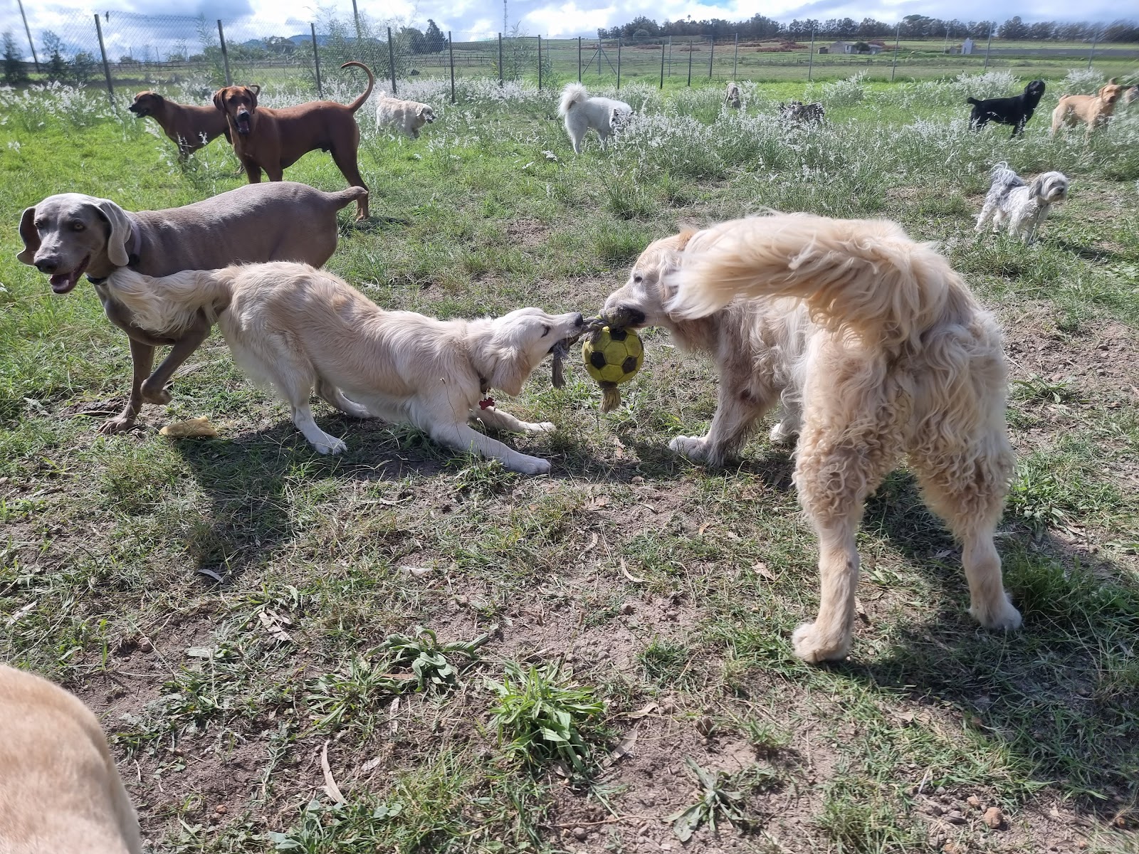 Anut Cat and dog hotel