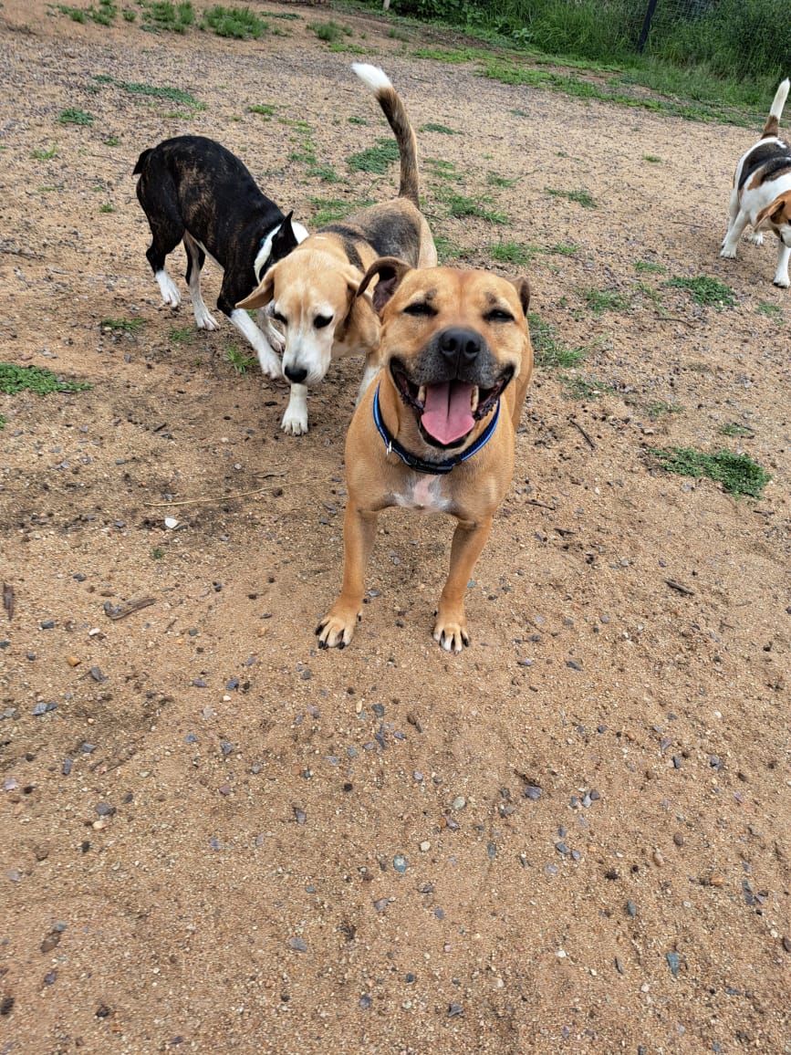 Furry Kidz Pet Services