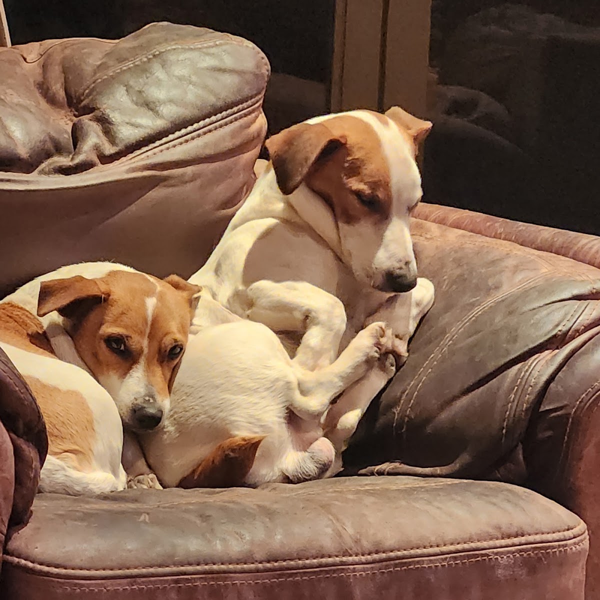Chanel Dog & Cat Parlour