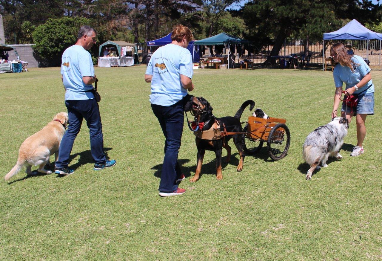 Dogz at Home Training Centre