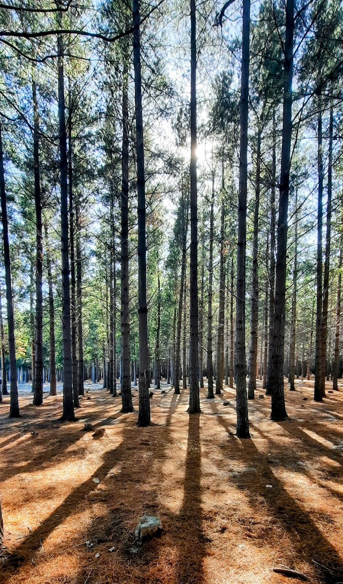 Tokai Lower Plantation